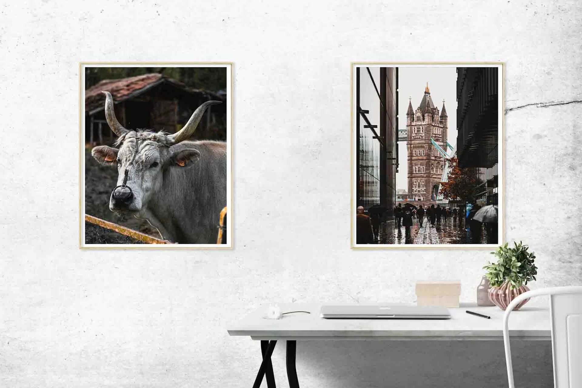 Two framed images are hanging on a white brick wall above a desk, the first image on the left of the wall is a close-up photo of a bull head that has a ring through its nose and long horns. The second image to the right of the wall is a street shot in London of one of the towers of Towers Bridge framed between two buildings and down a busy street.