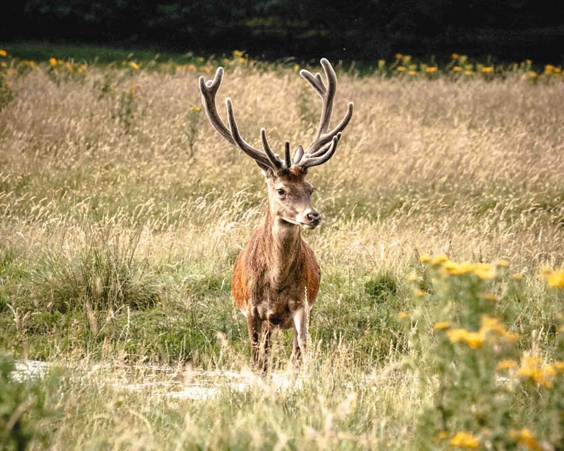 Large deer with tall antlers standing at the edge of a shallow pond in a field. The deer is looking directly towards the camera as it stands tall and aware.